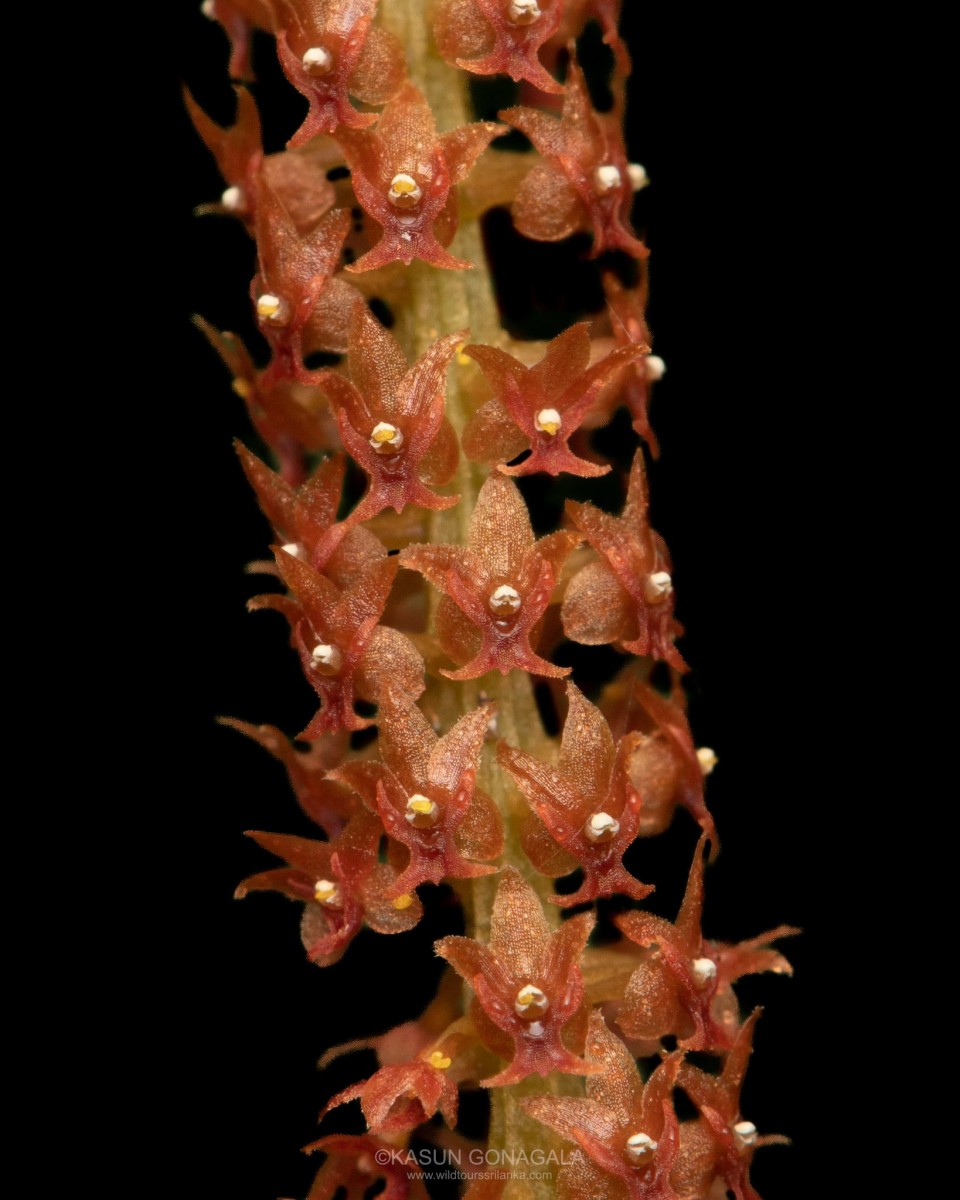 Oberonia fornicata Jayaw.